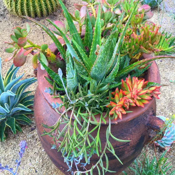 Terracotta urn planted with aloe and colorful succulents