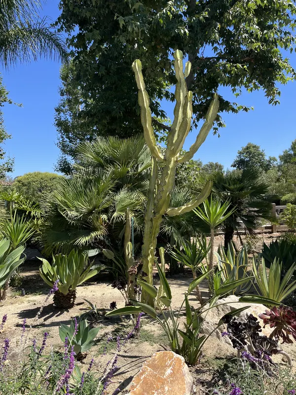 Cactus and palm garden with agave and boulders