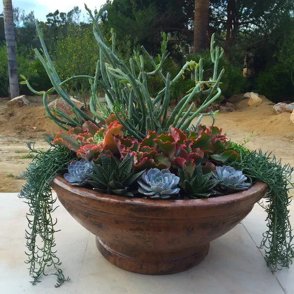 Wide clay bowl planted with succulents and trailing string of pearls