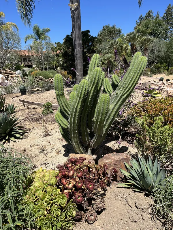 Succulent garden with tall cactus, aloe and ground cover